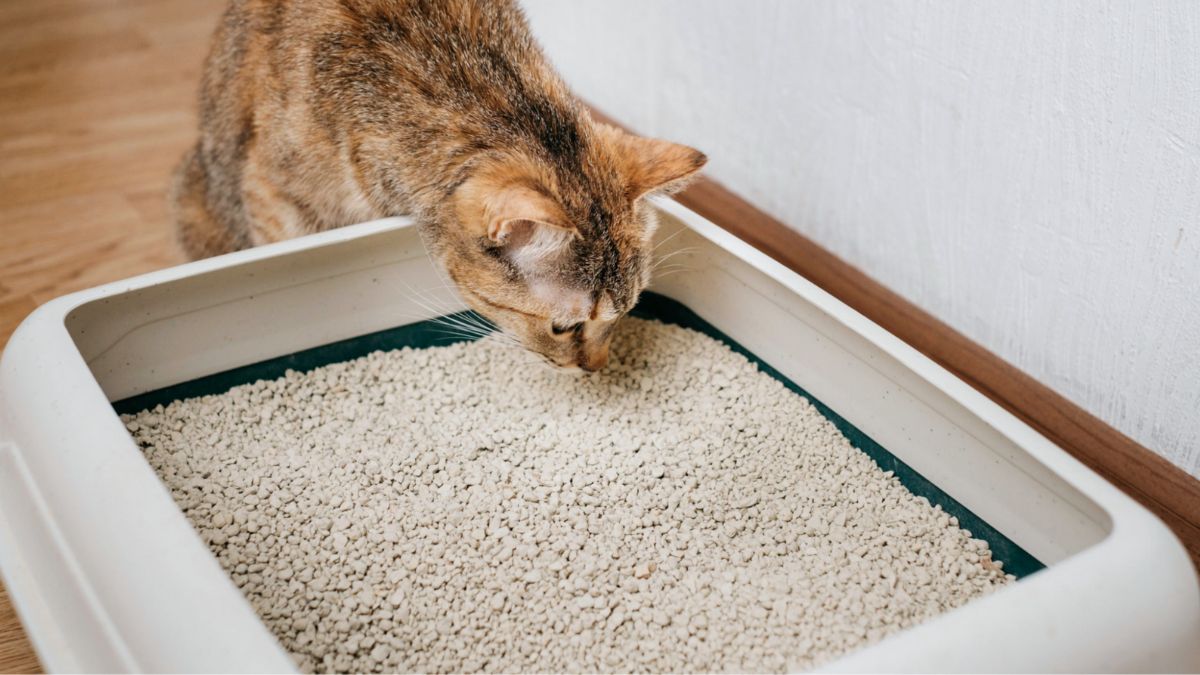 Melhores caixas de areia para gatos