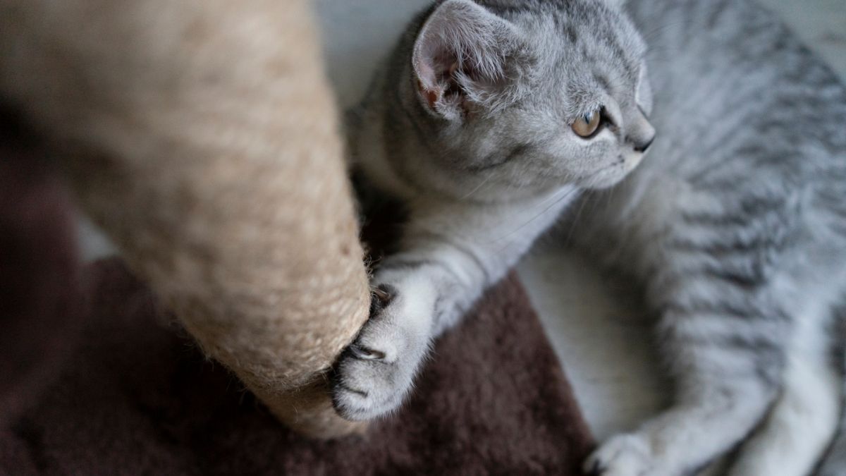 3 Arranhadores para Gatos que Vão Salvar seu Sofá