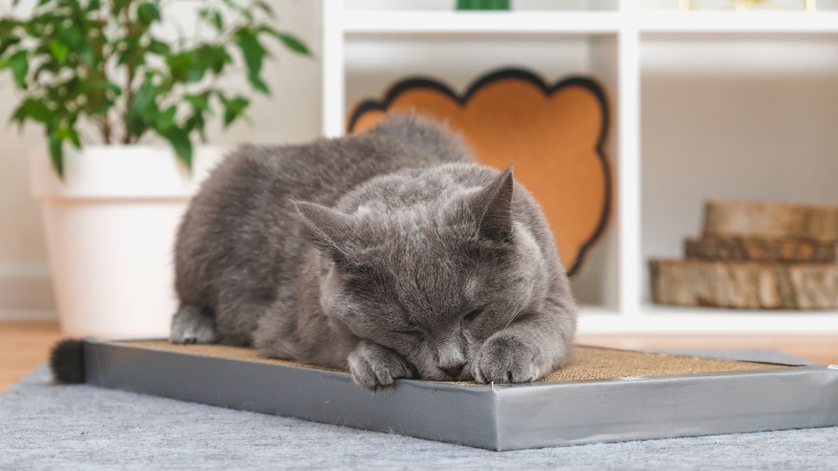 Qual o melhor arranhador para gato?