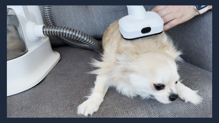 Escovando a Chloe